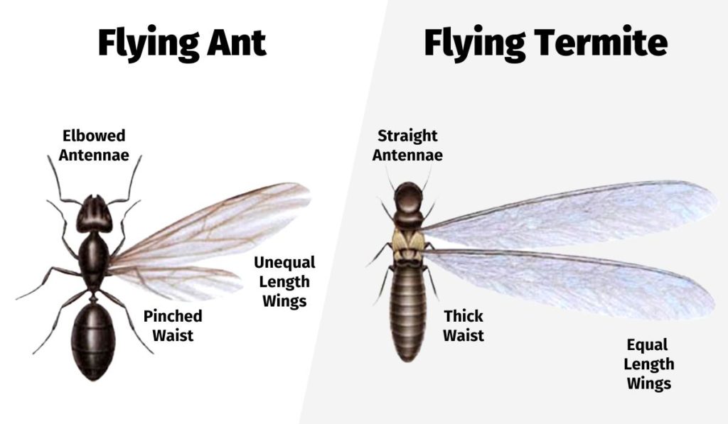 flying-ant-vs-termite