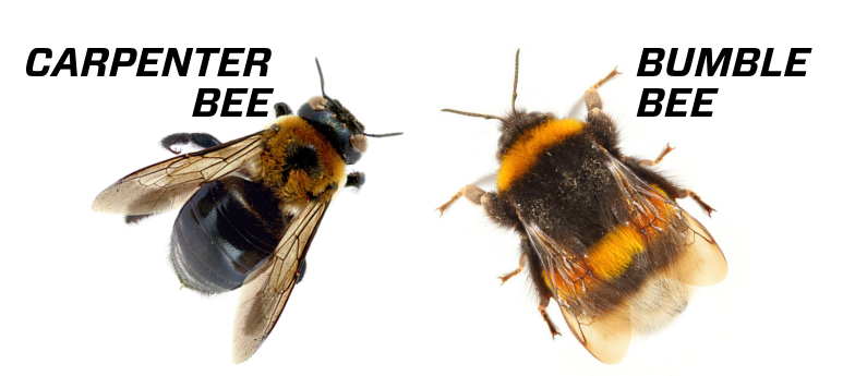 carpenter-bee-vs-bumblebee