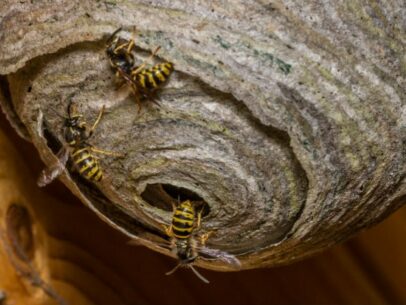 wasps-nest-home-watch