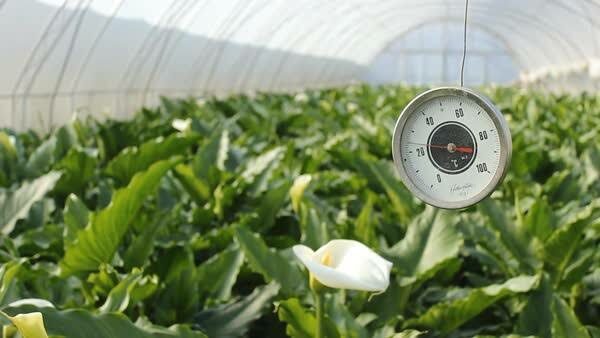 greenhouse with thermometer